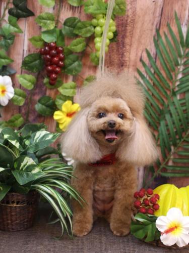 20230801麦ちゃん